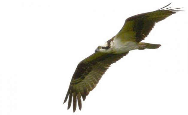 An Osprey soaring in the sky