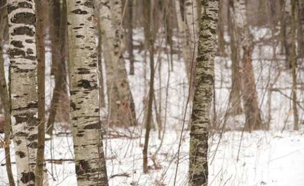 Paper Birches in snowy Purple Woods Conservation Area