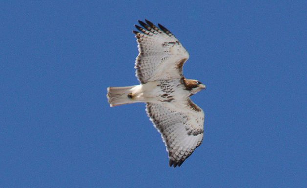 Red Tailed Hawk Flying in the sky