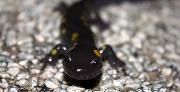 Close-up of a Spotted Salamander face