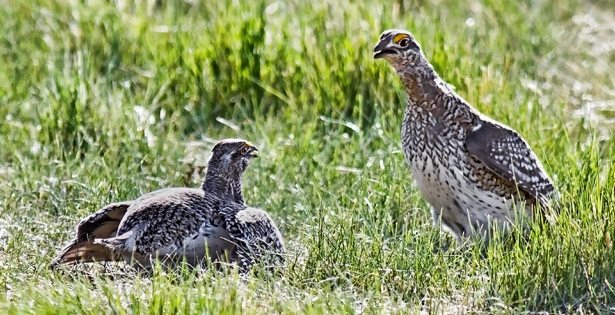 Two male grouse preparing to show their prowess to potential mates