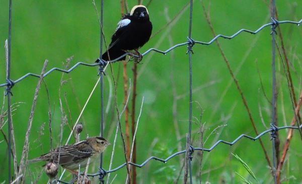 Two bobolink birds sitting on a wire fence