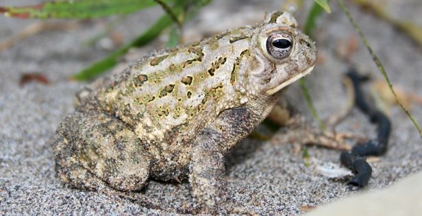 A Fowler's Toad sitting on the sand