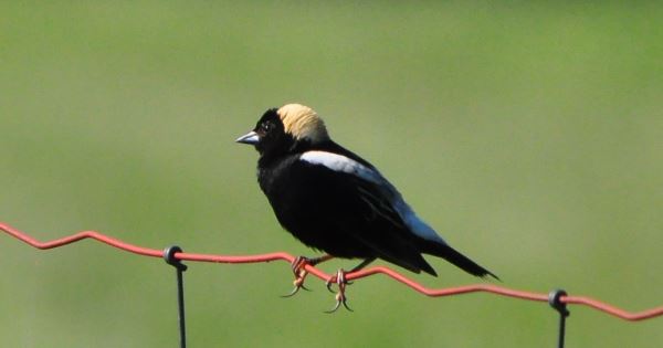 A male Bobolink perched on a wire fence