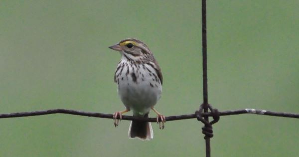 A Savannah Sparrow sitting on a wire fence