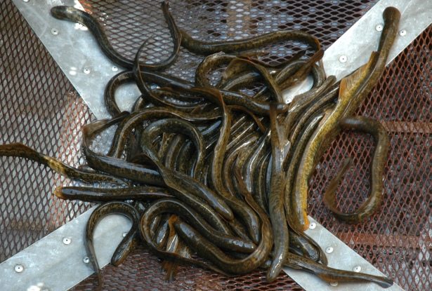 a group of trapped lamprey eels