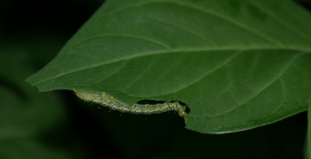 Hypena opulenta caterpillar on dog-strangling vine leaf