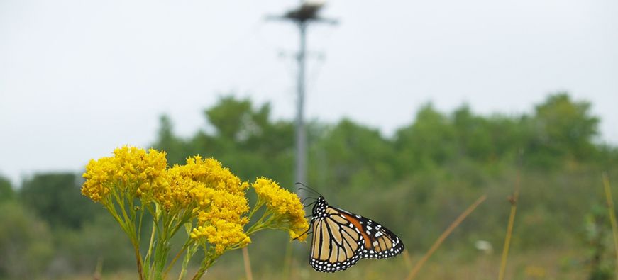 Monarch butterfly and osprey nest, Quarry Bay Nature Reserve