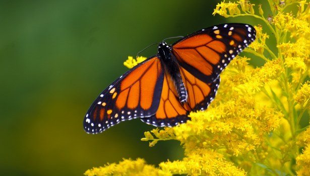 Monarch butterfly resting on yellow flowers with its wings spread