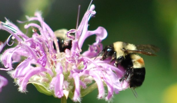 A rusty patched bumblebee extracts pollen from a flower