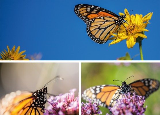 3 pictures of a Monarch butterfly on flowers