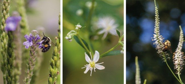 3 pictures of flowers being pollinated