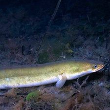 American eel swims through dark water and vegitation