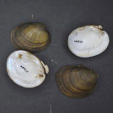 Four hickory nut mussels laid out on a dark background