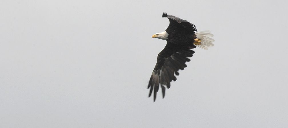 Bald eagle in flight, flying