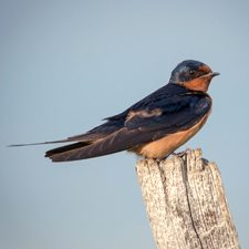 A barn swallow perching on the top of a single branch