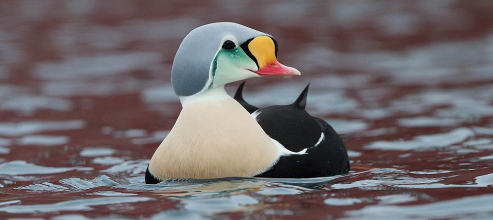 King eider duck, colourful duck