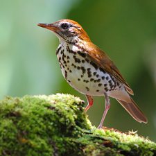 A wood thrush stands on a mossy log