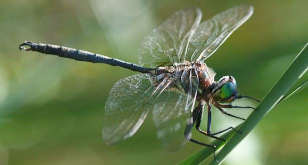 Hine's Emerald Dragonfly on a plant