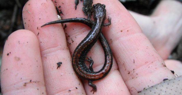 Erin holding an eastern red-backed salamander