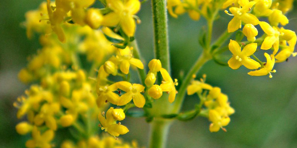 Yellow bedstraw