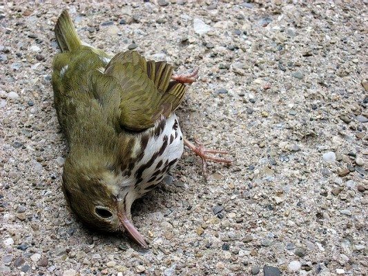 25 million birds die from flying into windows in Canada