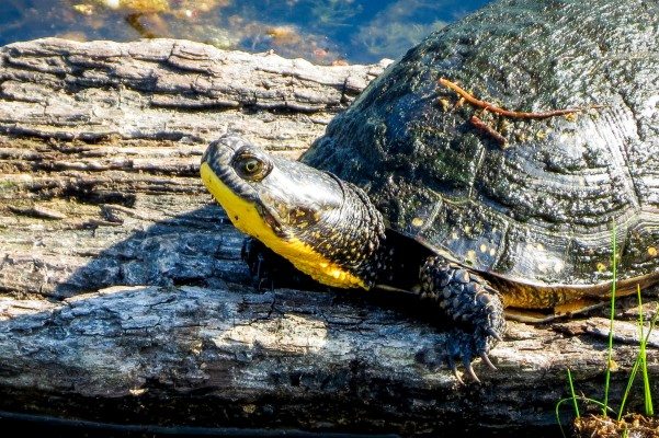 A Blanding's Turtle on a log
