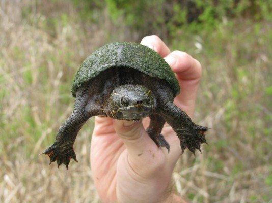 Someone holding a Common Eastern Musk Turtle