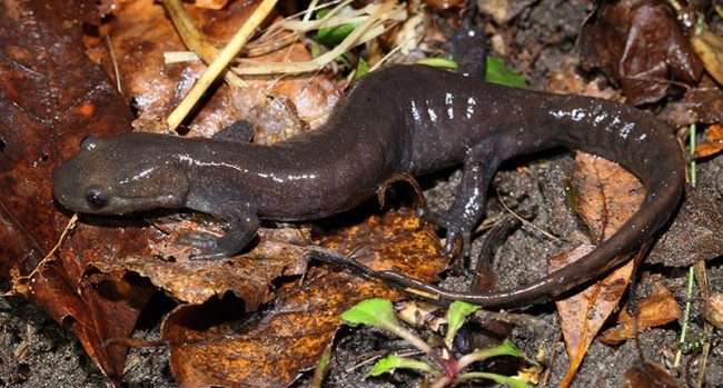 Jefferson Salamander in leaves