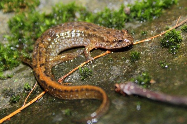 Northern Dusky Salamander on a rock