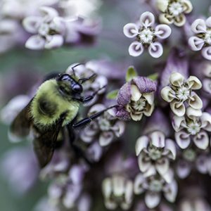 bumblebee, milkweed, pollinators