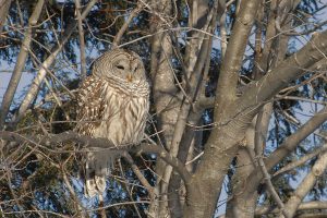 Barred Owl in the tree