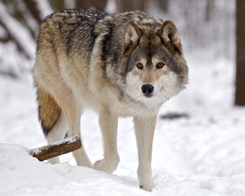 A Grey Timber Wolf in the snow