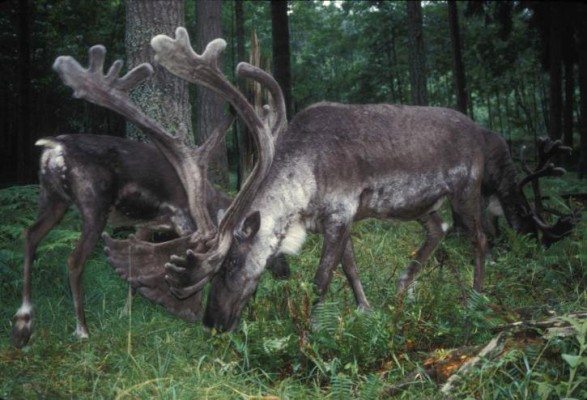 Two Woodland Caribou grazing in the forest