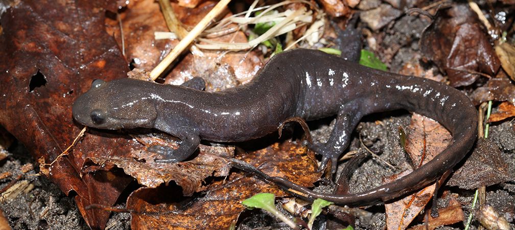 Jefferson salamander, endangered