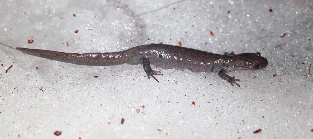 Close up of Jefferson salamander