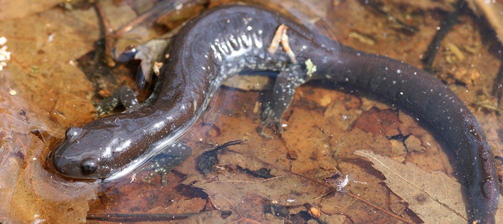 Jefferson salamander, endangered