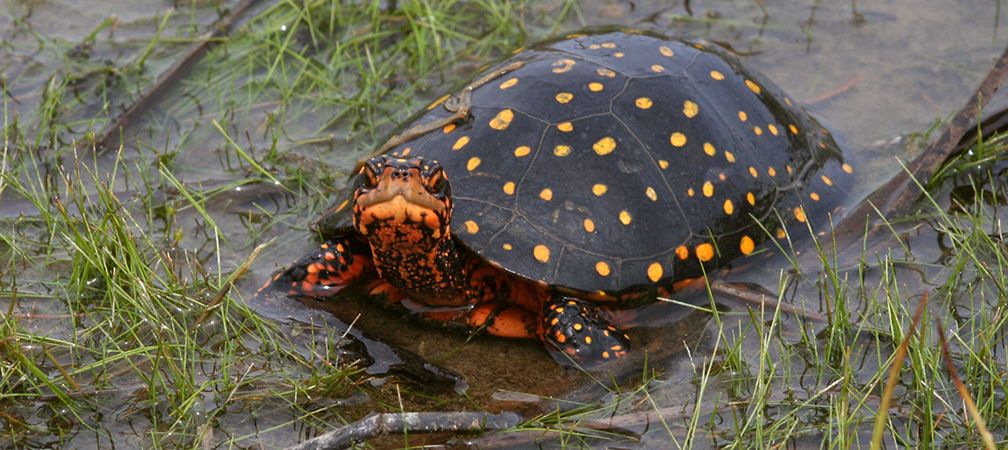 Spotted turtle, Endangered