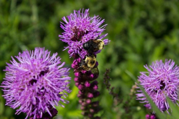 Bumble Bee on a Blazingstar flower