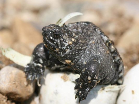 A Snapping Turtle Hatchling leaving its shell