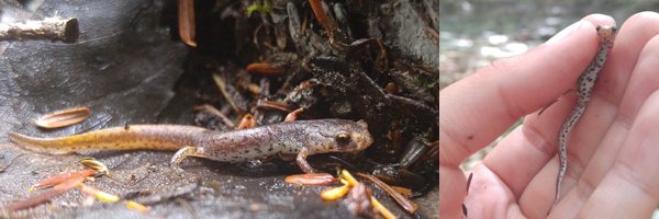Close-up of a Four-Toed Salamander