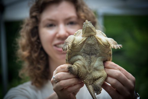 person holding a turtle
