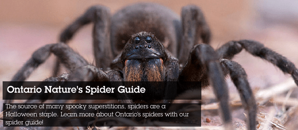 A large brown spider with text overlaid: Ontario Nature's Spider Guide - The source of many spooky superstitions, spiders are a Halloween stable. Learn more about Ontario's spiders with our spider guide!
