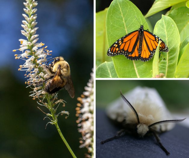 A bumble bee on a flower, a monarch butterfly on a leaf