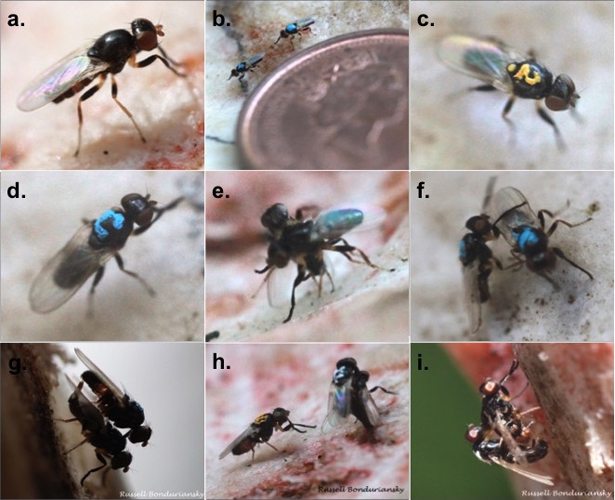 Pictures of antler flies with blue and yellow markings on their backs