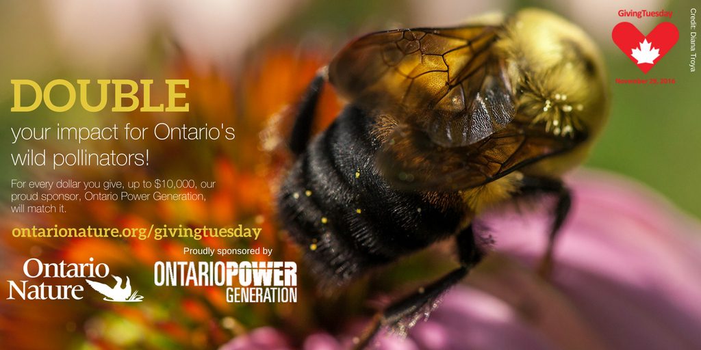 An image of a bee with text overlaid: Double your impact for Ontario's wild pollinators! For every dollar you give, up to $10,000, our proud sponsor, Ontario Power Generation, will match it.