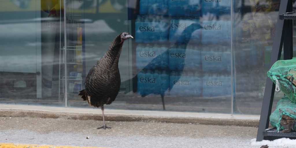A wild turkey on the streets of St. Catharines