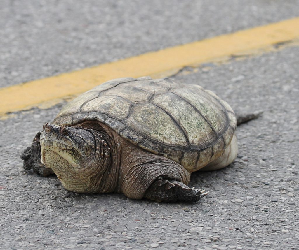 snapping turtle on the road