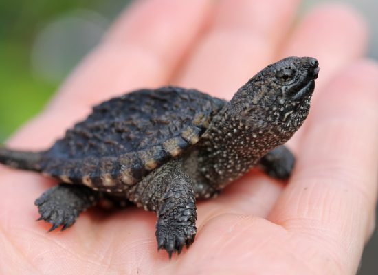 Young Snapping Turtle
