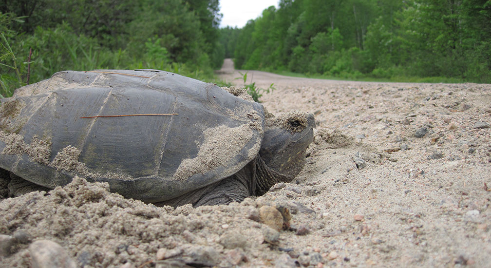 Snapping turtle nesting by side of road